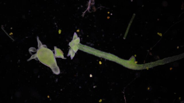 Hydra is a genus of small, fresh-water animals of the phylum Cnidaria and class Hydrozoa under the microscope for education.