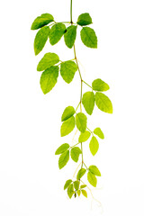 Natural green leaves frame on white background,Tree Leaf On White Background,Tree Leaf Frame On White Background