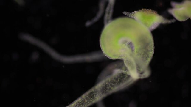 Hydra is a genus of small, fresh-water animals of the phylum Cnidaria and class Hydrozoa under the microscope for education.