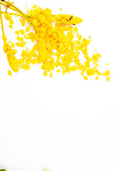 Yellow candle bush flower in Thailand (Cassia alata), isolated on white background