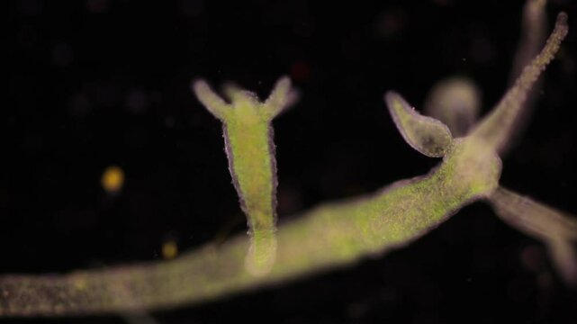 Hydra is a genus of small, fresh-water animals of the phylum Cnidaria and class Hydrozoa under the microscope for education.