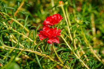 red poppy in the grass