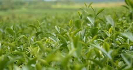 Green tea tree leaves field young tender bud herbal Green tea tree in camellia sinensis organic farm. Close up Fresh Tree tea plantations mountain green nature in herbal farm plant background morning