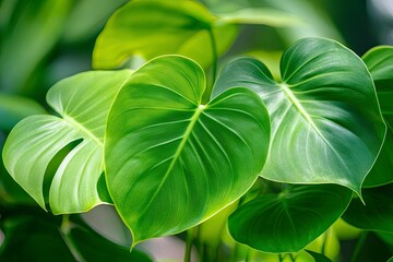 Green leaves of a philodendron plant. Nature leaves, green tropical forest, backgound concept , ai
