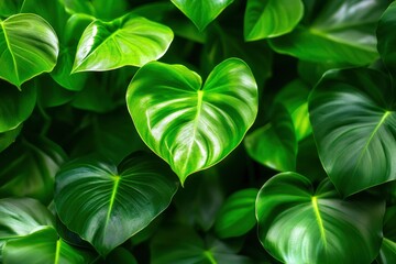 Green leaves of a philodendron plant. Nature leaves, green tropical forest, backgound concept , ai