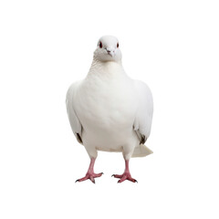 A white dove symbolizes peace and purity in a minimalist setting. Ideal for use in wedding invitations, spiritual designs, or nature-themed projects