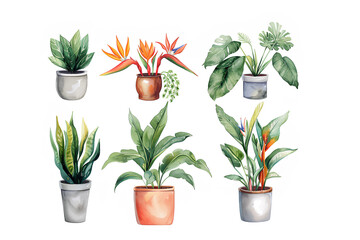 美しい観葉植物の鉢植えセット