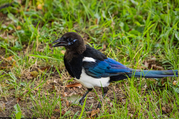 Oriental magpie walking around the park looking for food