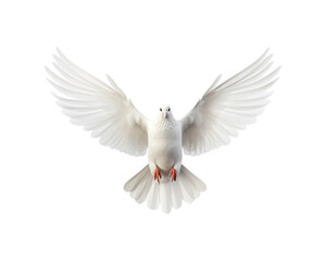 Obraz premium White doves in flight with spread wings symbolize peace and freedom, making them suitable for designs related to themes of hope, love, spirituality, and nature