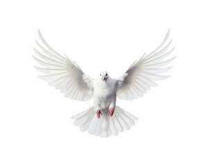 Obraz premium White doves in flight with spread wings symbolize peace and freedom, making them suitable for designs related to themes of hope, love, spirituality, and nature