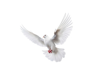 Obraz premium White doves in flight with spread wings symbolize peace and freedom, making them suitable for designs related to themes of hope, love, spirituality, and nature