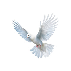 Fototapeta premium White doves in flight with spread wings symbolize peace and freedom, making them suitable for designs related to themes of hope, love, spirituality, and nature