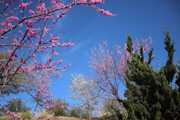 Purple redbud trees in the spring