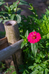 pink flower in a garden