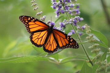 Monarch butterfly on purple flowers