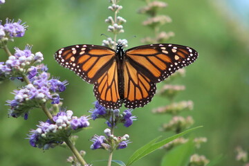 Monarch butterfly with wings spread on plant