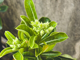 Fototapeta premium Close-up of fresh adenium flower buds with vibrant green leaves. Captures the serene beauty of the plant in its early blooming stage, highlighting the texture and natural elegance