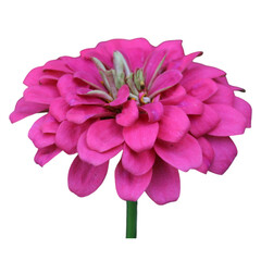 Zinnia Elegans or Old Maid orange or red flower