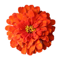 Zinnia Elegans or Old Maid orange or red flower