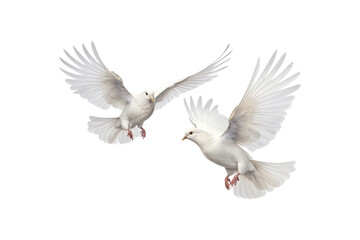 Obraz premium Two white doves are in flight, symbolizing peace and freedom. Great for logos, backgrounds, or designs promoting peace and unity