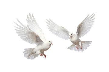 Obraz premium Two white doves are in flight, symbolizing peace and freedom. Great for logos, backgrounds, or designs promoting peace and unity