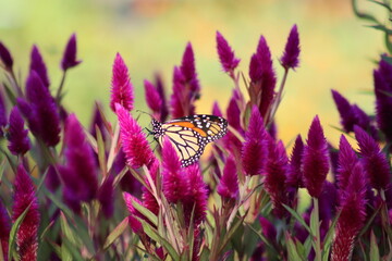 Monarch butterfly in the middle of purple flowers