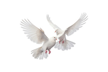 Two white doves are in flight, symbolizing peace and freedom. Great for logos, backgrounds, or designs promoting peace and unity