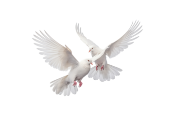 Two white doves are in flight, symbolizing peace and freedom. Great for logos, backgrounds, or designs promoting peace and unity