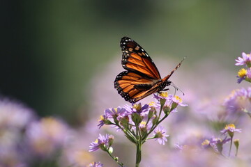 Monarch butterfly on light purple and yellow flowers