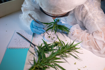 A researcher analyzes cannabis plants in a lab setting, focusing on their characteristics and...