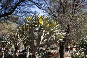 Fototapeta premium Phoenix Botanical Garden