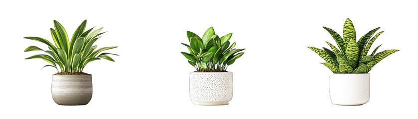 Biophilic Design Elements, Sustainable Building Certifications, and Air Purifying Houseplants. Isolated on a Transparent Background. Cutout PNG.