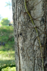 Obraz premium tree trunk with moss