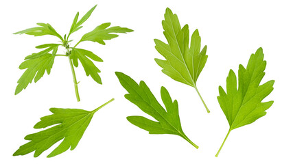 motherwort plant and leaves isolated on white background.