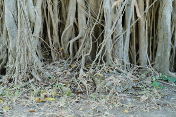 banyan roots of a tree