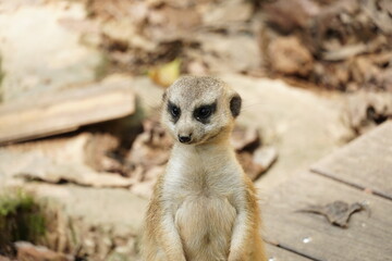 Fototapeta premium meerkat