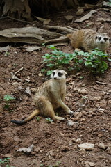 Fototapeta premium meerkat on guard