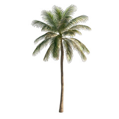 Eco. Friendly Architecture. Exotic Palm Tree Casting Shadow. Isolated on a Transparent Background. Cutout PNG.
