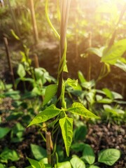 Legume plants that are getting nutrition from sunlight