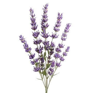 recommend clip art: Purple Lavender Flowers with a Transparent Background