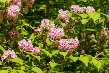 日本の風景・春　世界遺産・白神山地　新緑の十二湖　タニウツギの花