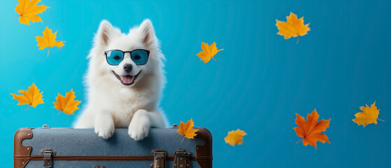 A cute Samoyed dog wearing sunglasses, with its paws folded on a large suitcase, set against a blue...