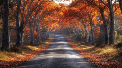 A quiet country road lined with trees in autumn, their leaves gently falling to the ground