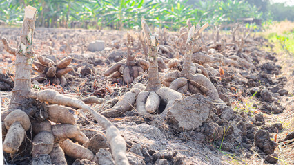 Agriculture is harvesting tapioca from cassava farms. Farmers are harvesting cassava, which is an agricultural product. Cassava, a cash crop for the food industry