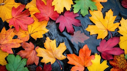 A colorful array of autumn leaves in a stream with gentle water flow, autumn leaves, stream, gentle flow