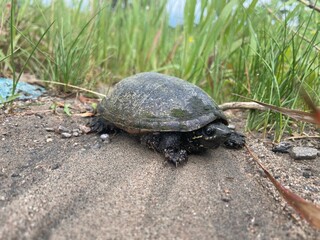 Eastern Musk Turtle