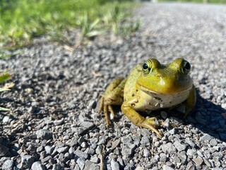 Green Frog