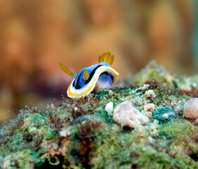Close up view of a Chromodoris Annae nudibranch on corals Boracay Island Philippines