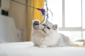 Cute persian cat playing toy with owner