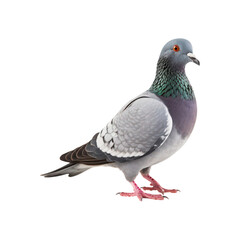 Naklejka premium Grey pigeon on a white background. Perfect for nature or animal-related designs in need of a simple yet striking image